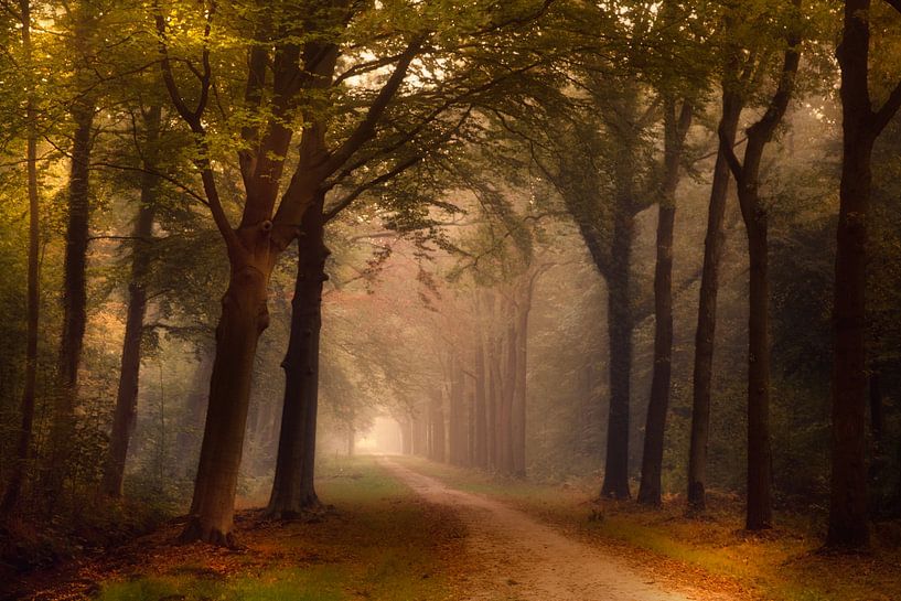 Breda Liesbos in the fog by Egon Zitter