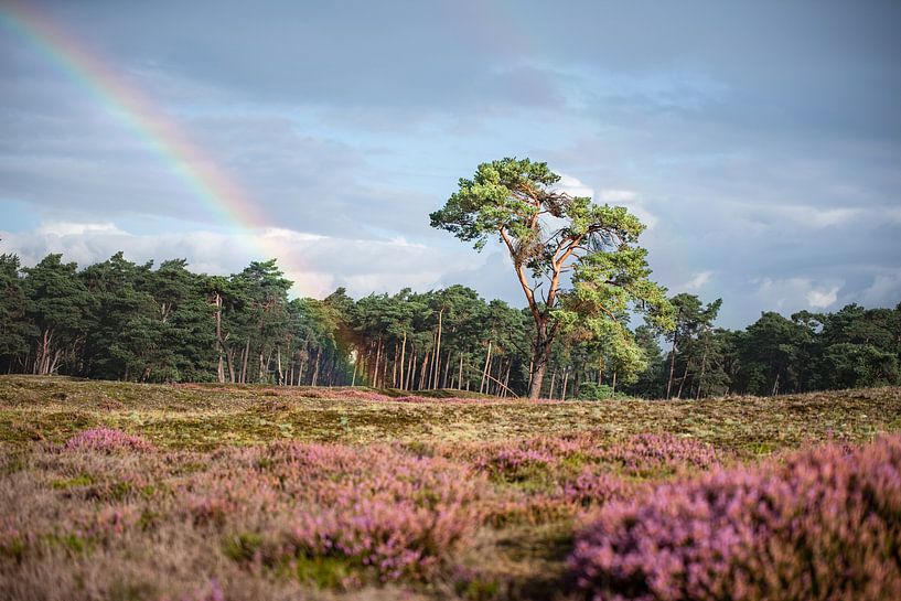 Arc-en-ciel par Patrick Verheij