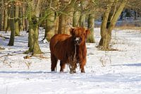 Schottischer Highlander im Schnee
