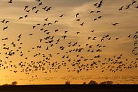 Les oies au coucher du soleil