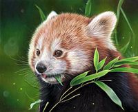 Red panda