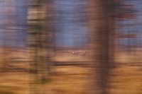 Flüchtende Rehe durch den Wald