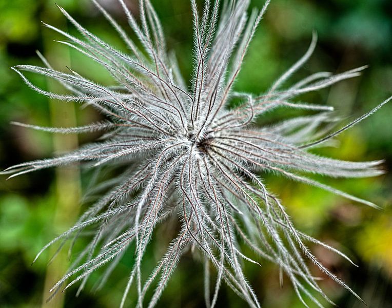 Alpen Anemone von Stefan Havadi-Nagy