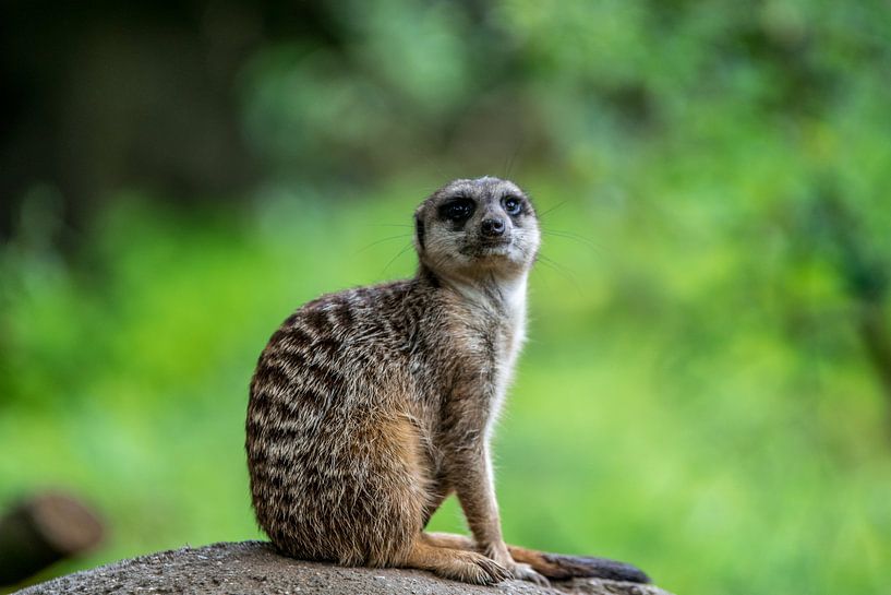 stokstaartje par Bart Berendsen