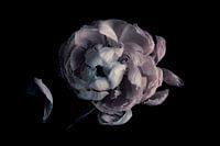 Anemoon,verval. Anemone, decay.Anemone, Verfall.Anemone, la pourriture