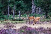 Rotwild auf der Veluwe