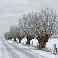 Old trees, Pollard willows ( Salix sp. ) along a road in winter