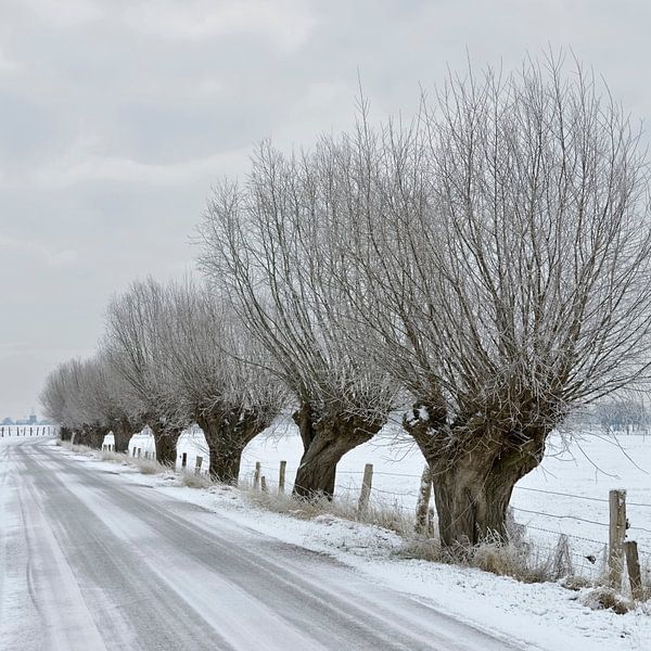 Des saules têtards ( Salix sp. ) bordent une ancienne route de campagne sur l'île de Bislicher, dans par wunderbare Erde