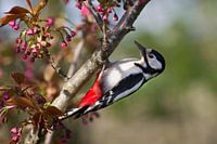 Pic épeiche dans le cerisier japonais