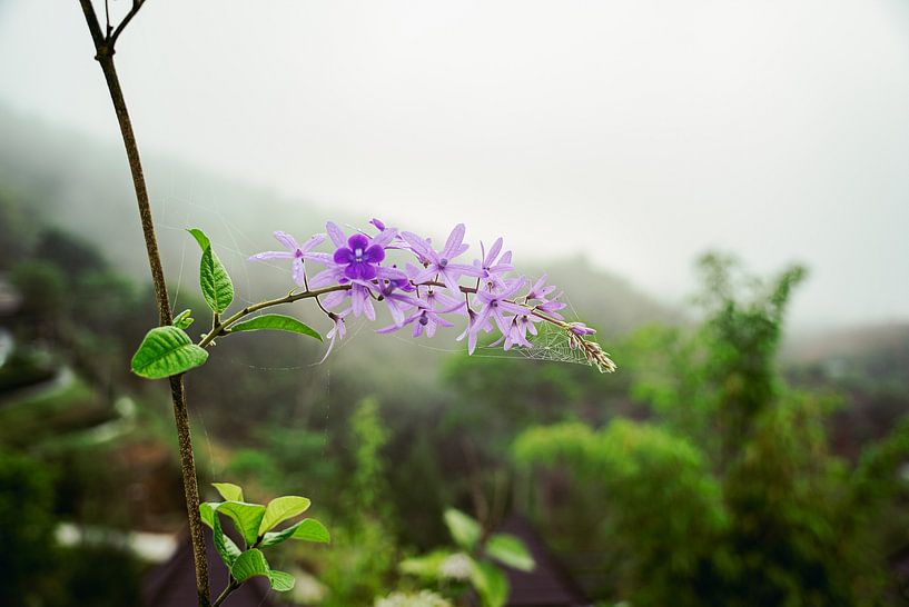 Thai purple flower in Khao Sok, Thailand by Raymond Gerritsen
