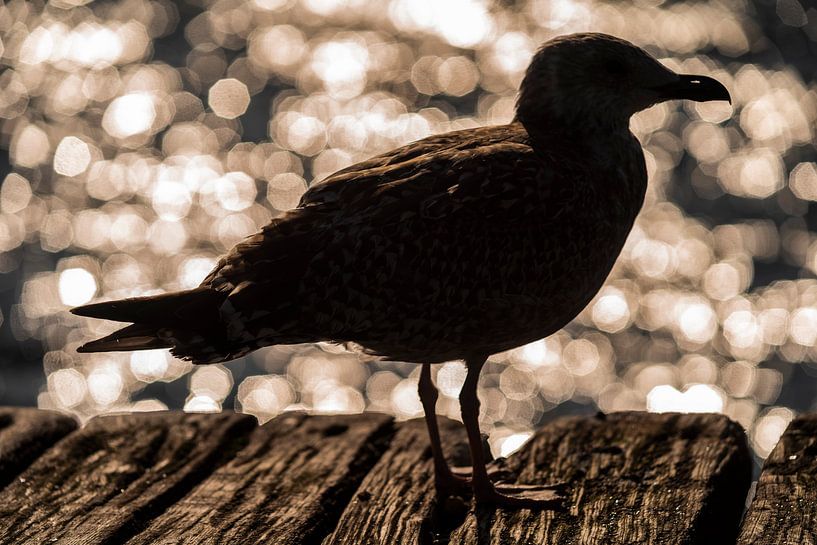 Seagull by Stephan Zaun