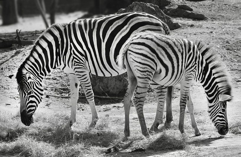 Zebras von Markus Jerko