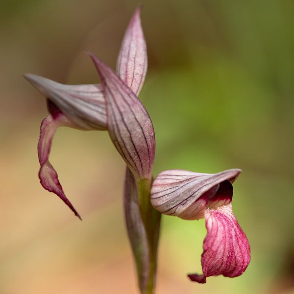 Tongorchis von Marcel Jagt