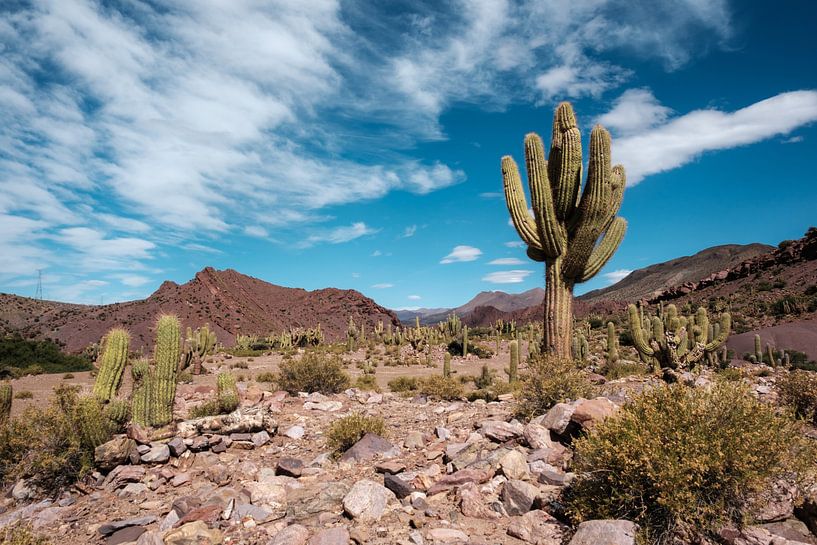 Vallée des cactus par Sebastiaan Bergacker