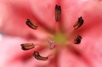 Stack foto van meeldraden en stamper van een lelie