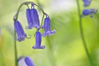 The blue forest of Halle