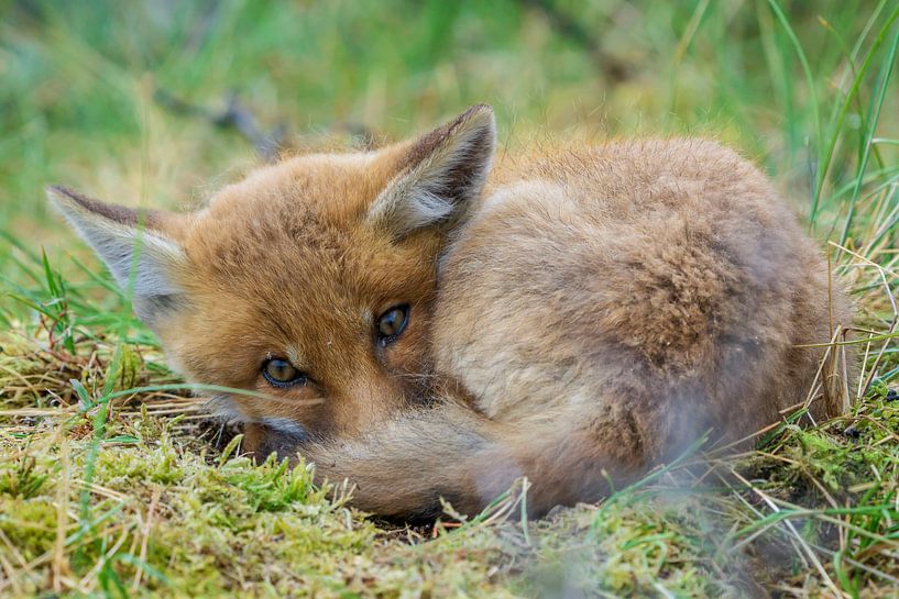 Junger Fuchs von Rando Kromkamp Natuurfotograaf