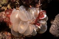 Crabes orang-outan, l'île de Siamil en Malaisie