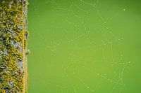 Grünes Spinnennetz