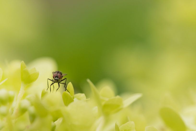 Fly par Moetwil en van Dijk - Fotografie