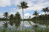 Indonesië: Rijstvelden