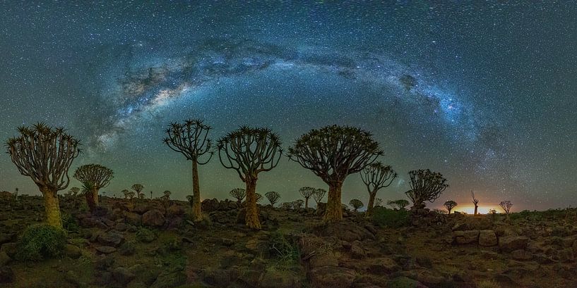 Quiver tree forest under the Milky Way by Fototante