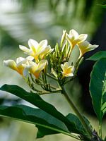 De Frangipani bloem