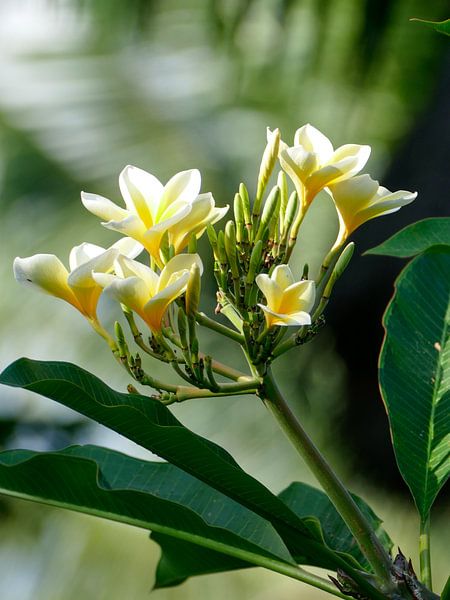 De Frangipani bloem van Petra Brouwer