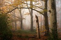The Veluwe, the forest in the mist in orange autumn