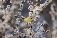 White blossom with yellow lemon butterfly.