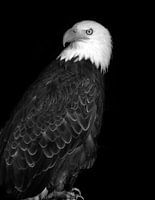 Zeearend, bald eagle