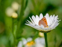 petit papillon de feu