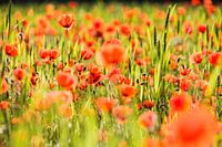 field of poppy's