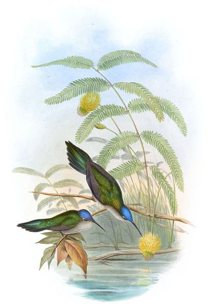Keilschwanz Säbelflügel, John Gould von Hummingbirds