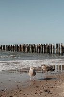 Couple de mouettes sur la plage de Domburg