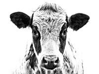 Porträt einer Kuh