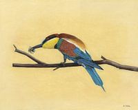 Guêpier d'Europe, Merops apiaster