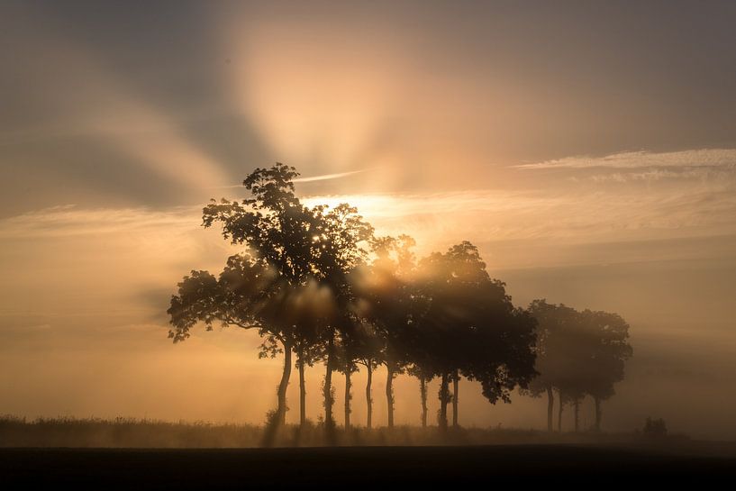 Lever de soleil brumeux et féerique au milieu des arbres par Moetwil en van Dijk - Fotografie