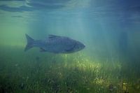Le temps nage dans les prairies inondées qui bordent la rivière.