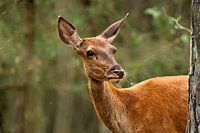 Eye to eye with the doe