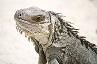 Leguaan