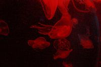 Red light jellyfish