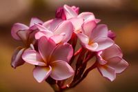 Roze plumeria