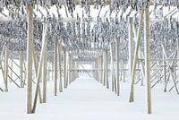 Stockfisch auf den Lofoten