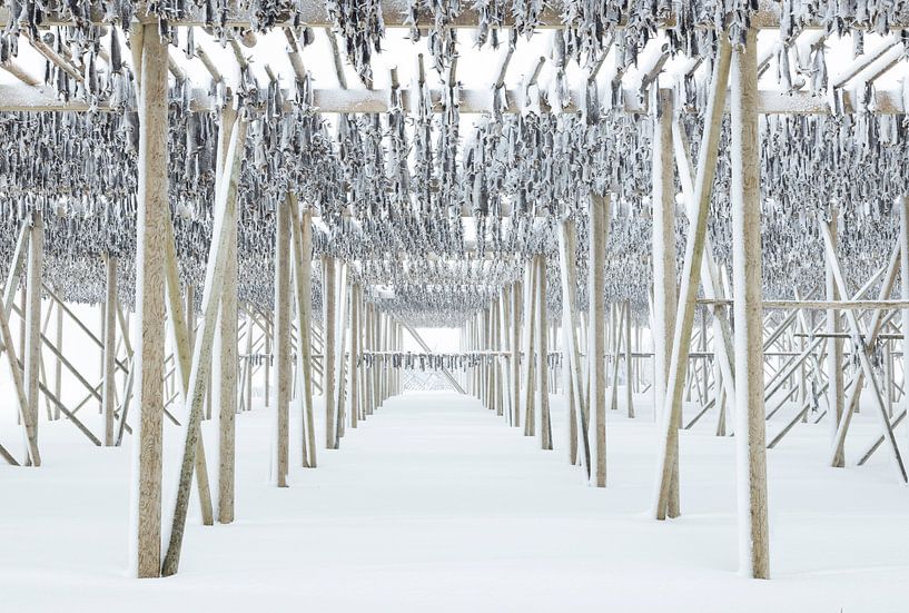 Stockfisch auf den Lofoten von Charlotte Jalvingh