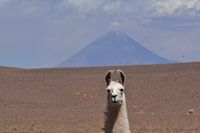 Lama Vulkan Chile 2