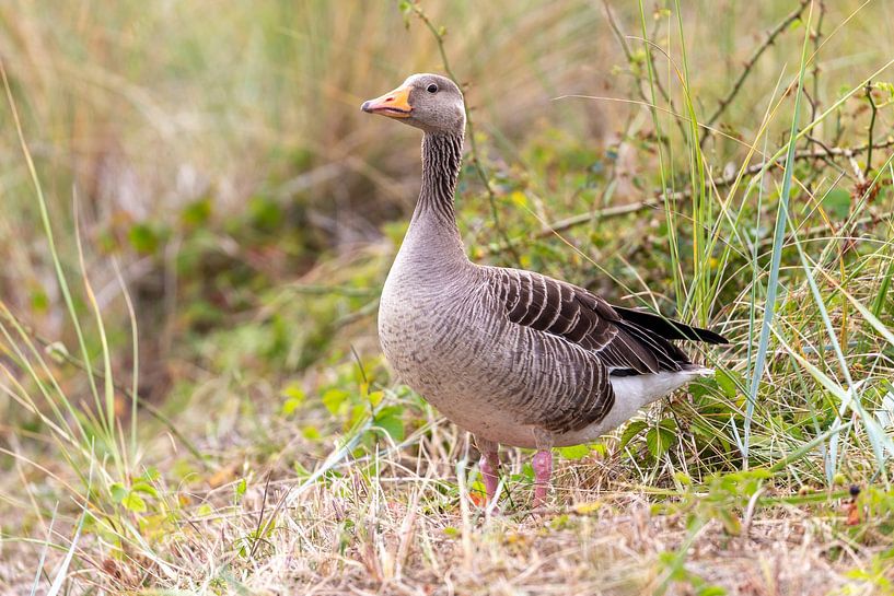 Oie cendrée (Anser anser) par Dirk Rüter