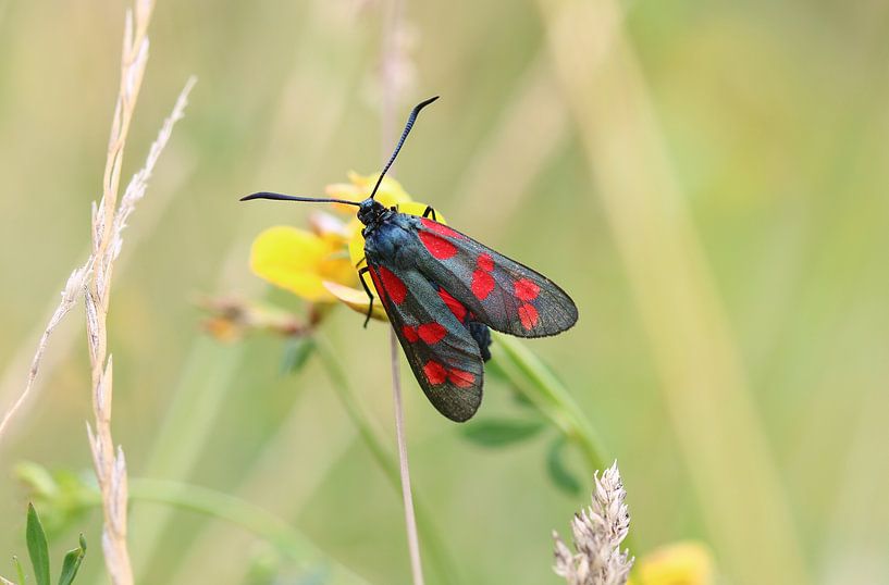 Six-spotted violet by Matthias Brix