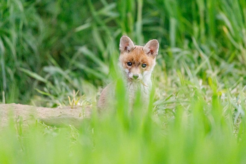 Focalisé par Johan Lissens Photography