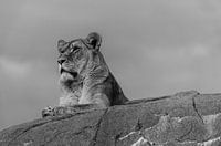 Löwin auf der Lauer.